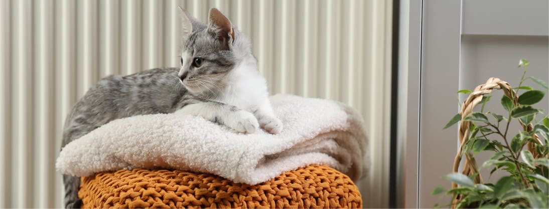 A cat curled up on a warm radiator