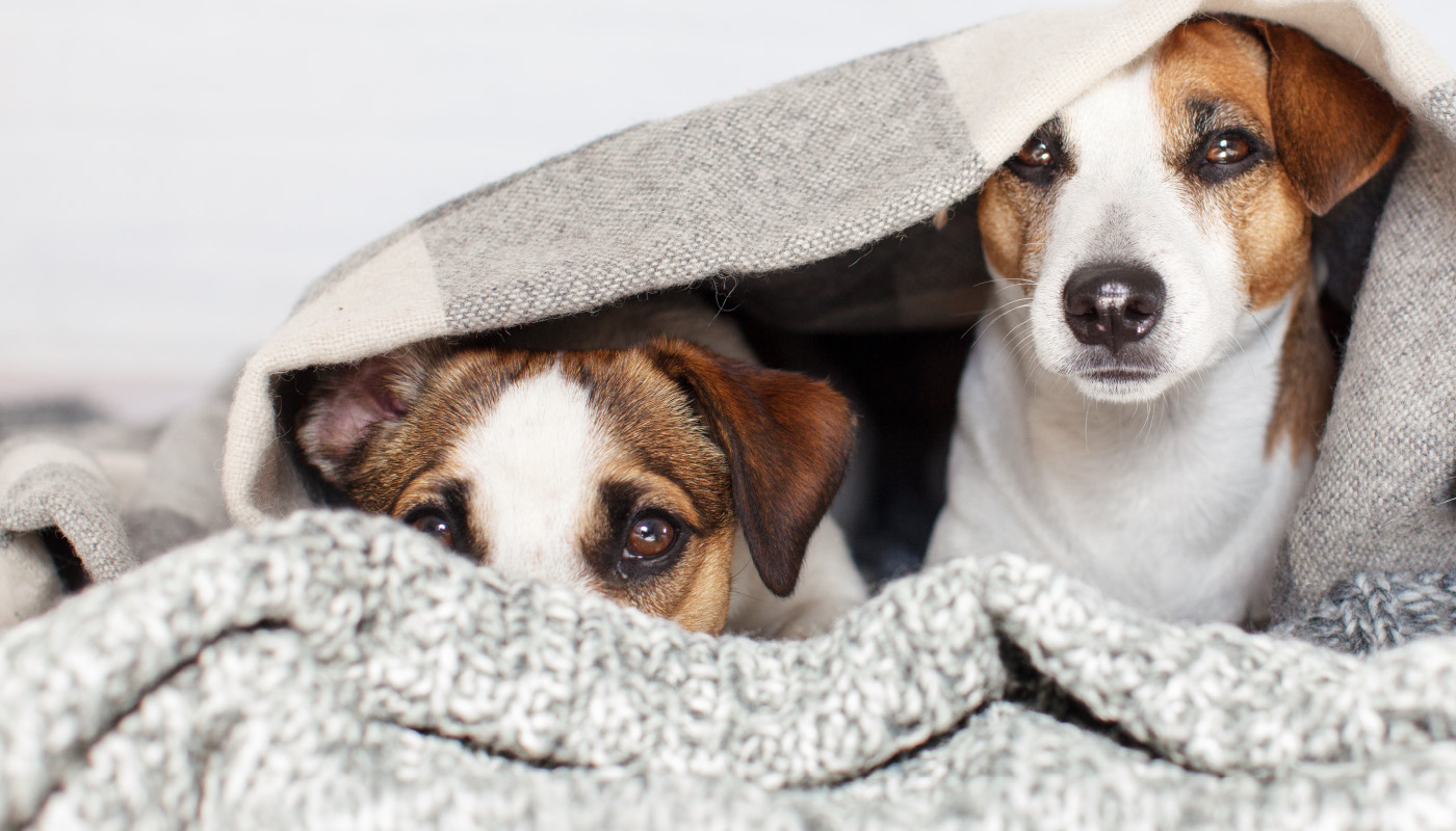 Two dogs snuggled under a warm blanket